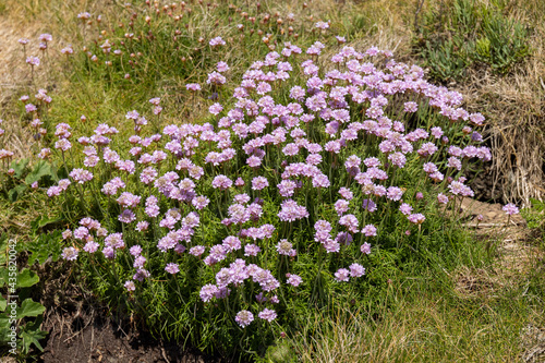 Sea Pinks  Armeria  flowering in springtime at St Ives in Cornwall