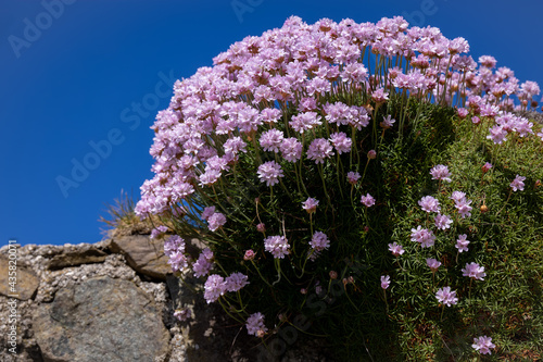 Sea Pinks (Armeria) flowering in springtime at St Ives in Cornwall photo