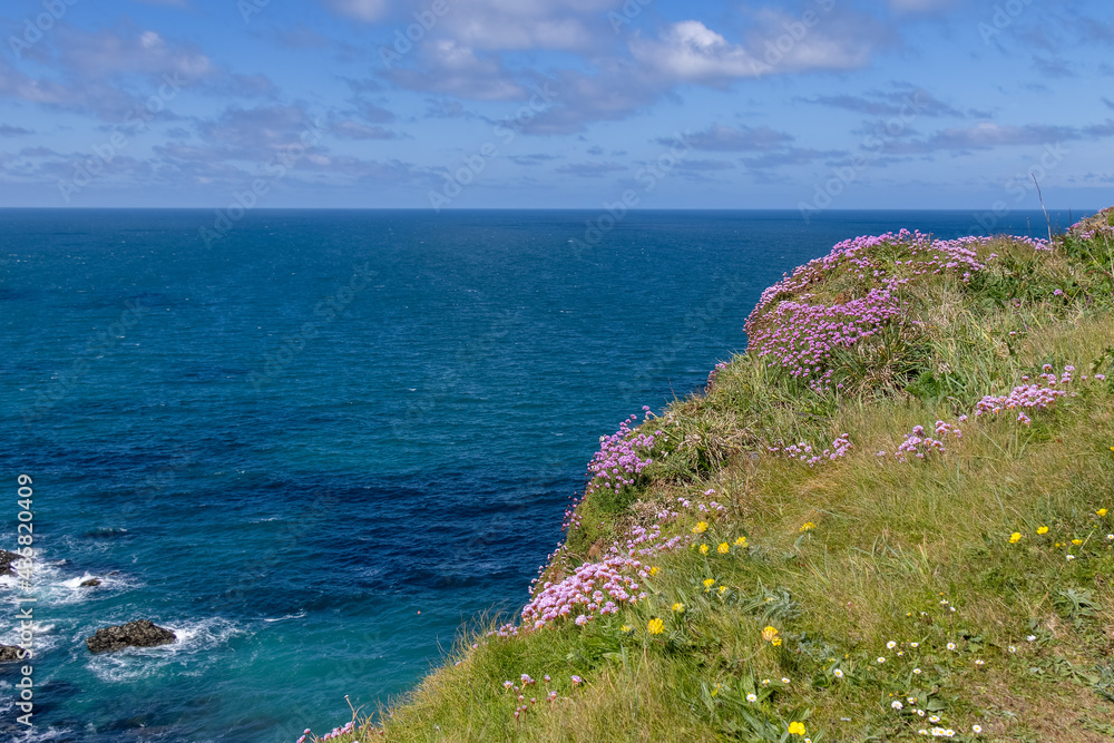Sea Pinks flowering on the cliffs at Hells Mouth near Hayle in Cornwall