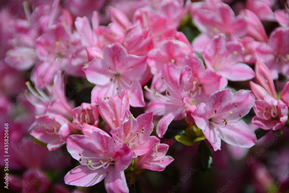 Fototapeta premium Kwiat2