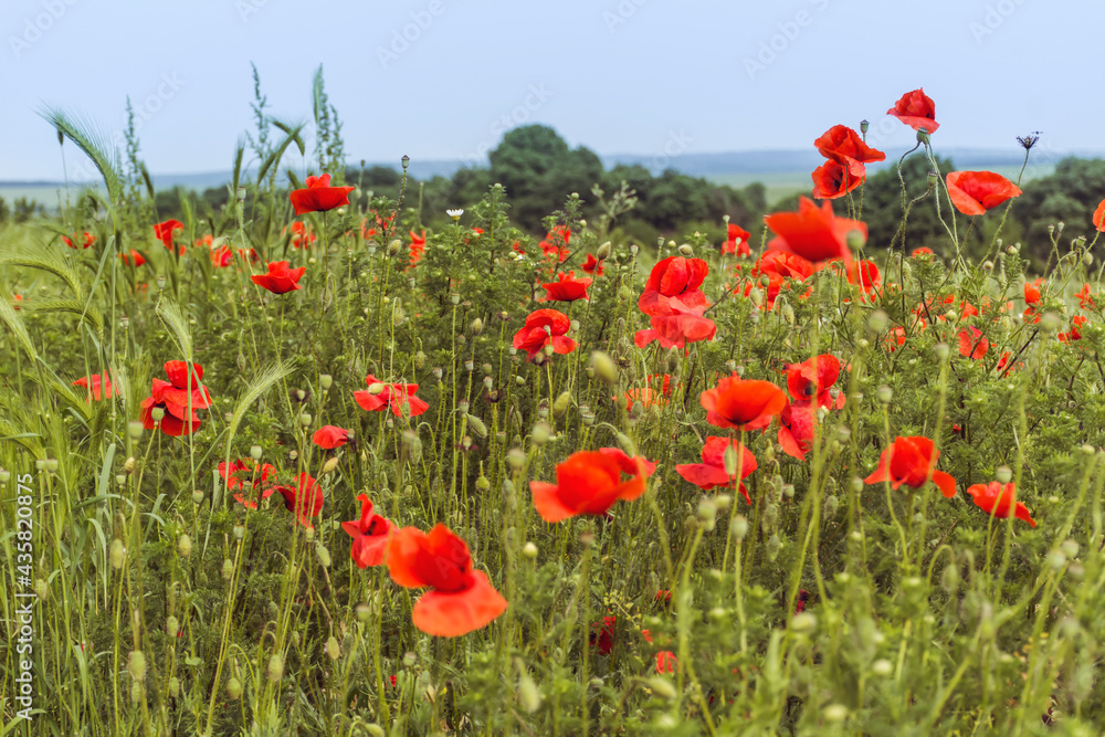 Obraz premium Poppy Flowers in a Green Summer Meadow Background 