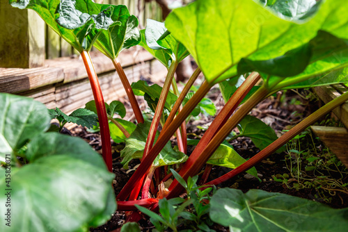 Rhubarb growing in the garden during spring