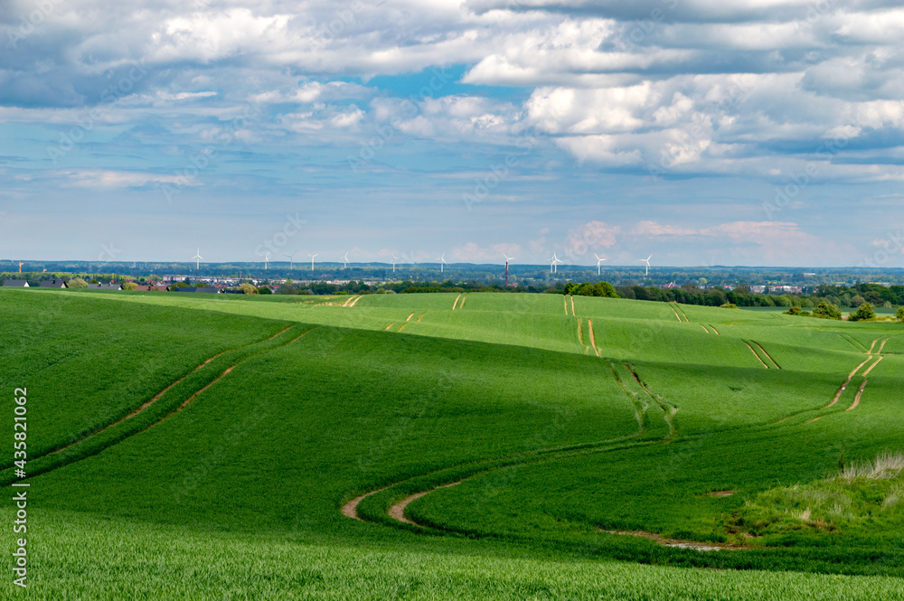 Green cereal field in Poland. Green cereal field in Poland.