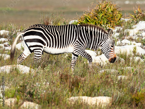 Cape Mountain Zebra stallion walking in the Cape of Good Hope Nature Reserve  Cape Point  Cape Town  Western Cape  South Africa.