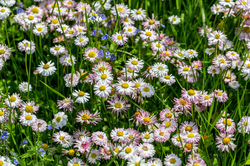 Daisies in a meadow among the grass