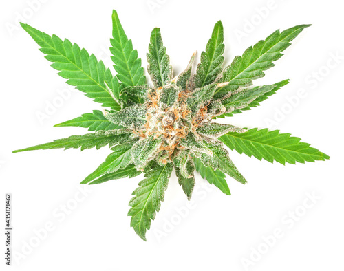 Bilde på lerret Medical marijuana flower with trichomes and orange hairs and leaves