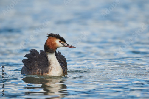 Great crested grebe while swimming in the lake
