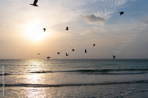 sunrise in ocean or sea water with silhouette of seagulls on sunset sky background  nature beauty