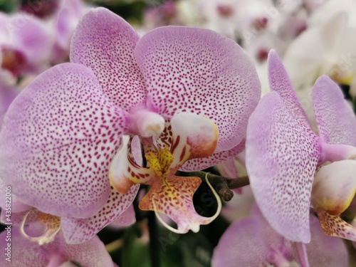 Pink orchid, buds close-up....