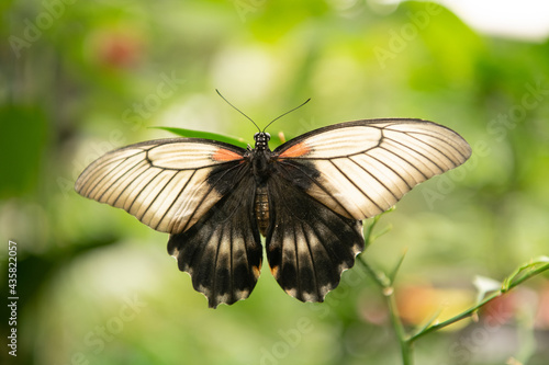 Natures angel. Tropical butterfly sit on green plant. Beautiful butterfly on natural background