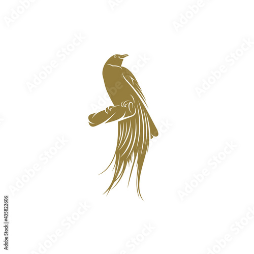 Birds of Paradise design vector illustration, Creative Birds of Paradise logo design concept template, symbols icons