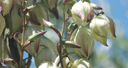 Beautiful flower of Jucca Gloriosa. Bee moving on the flower.The Joshua tree has a gorgeous spring bloom. Liguria, Italy. photo