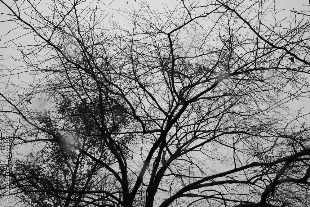 silhouette of a tree in winter silhouette of a tree in winter