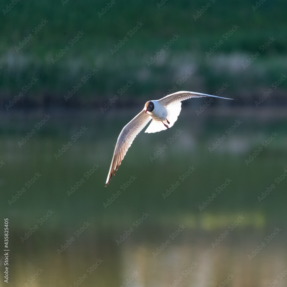 black-headed gull lake neusiedl black-headed gull lake neusiedl