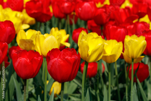 Field with beautiful red and yellow tulip flowers