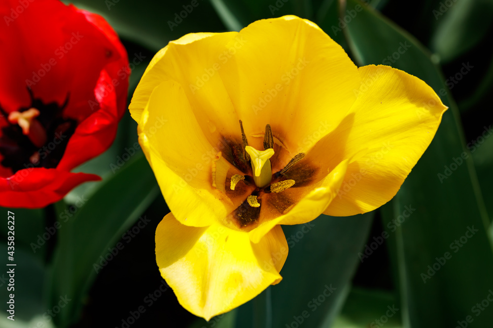 Bright yellow tulip blossom in spring garden