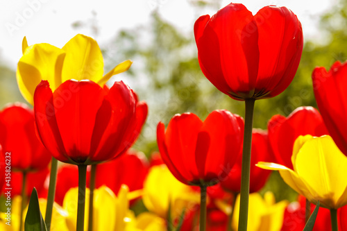 Flowerbed with beautiful red and yellow tulip flowers
