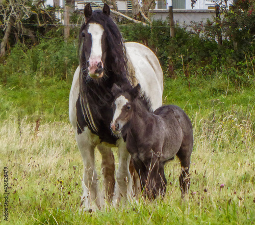 horse and foal