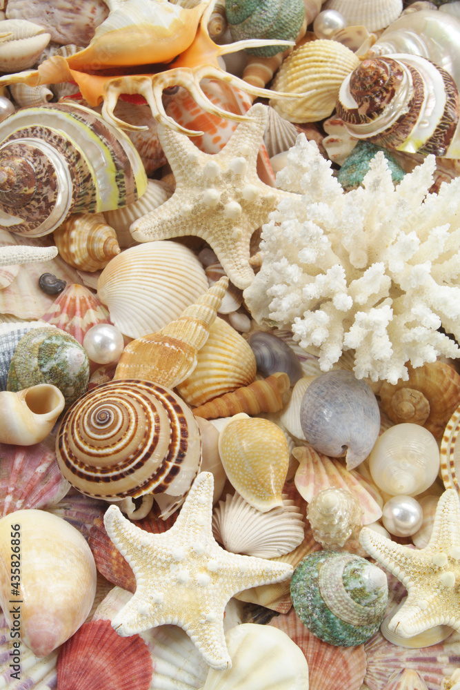 Tropical seashells, sea urchin, corals and starfishes as background