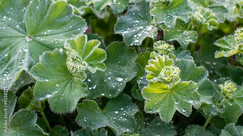 Frauenmantel  (Alchemilla) mit Wassertropfen- Floraler Hintergrund- Heilpflanzen, Arzneipflanzen photo