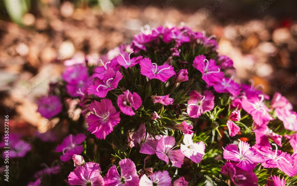 Fototapeta premium purple flowers in the garden
