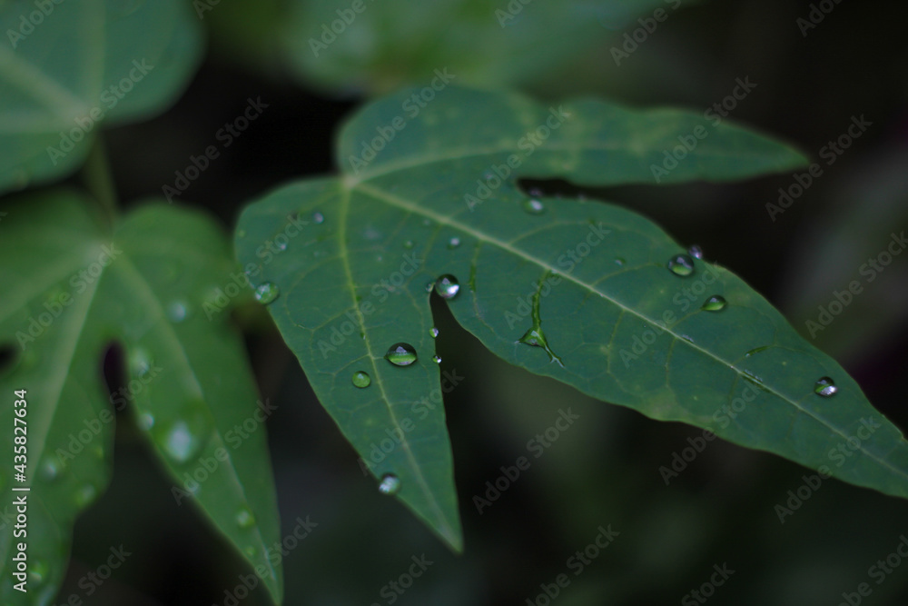 dew on leaf dew on leaf