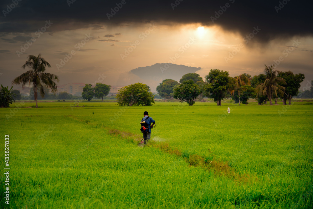 Farmers woriking in paddy field 