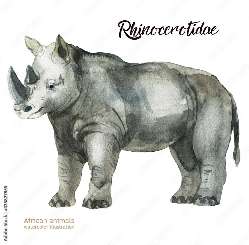 Obraz premium Hand-painted realistic African illustration animals isolated on white background. Rhinocerotidae
