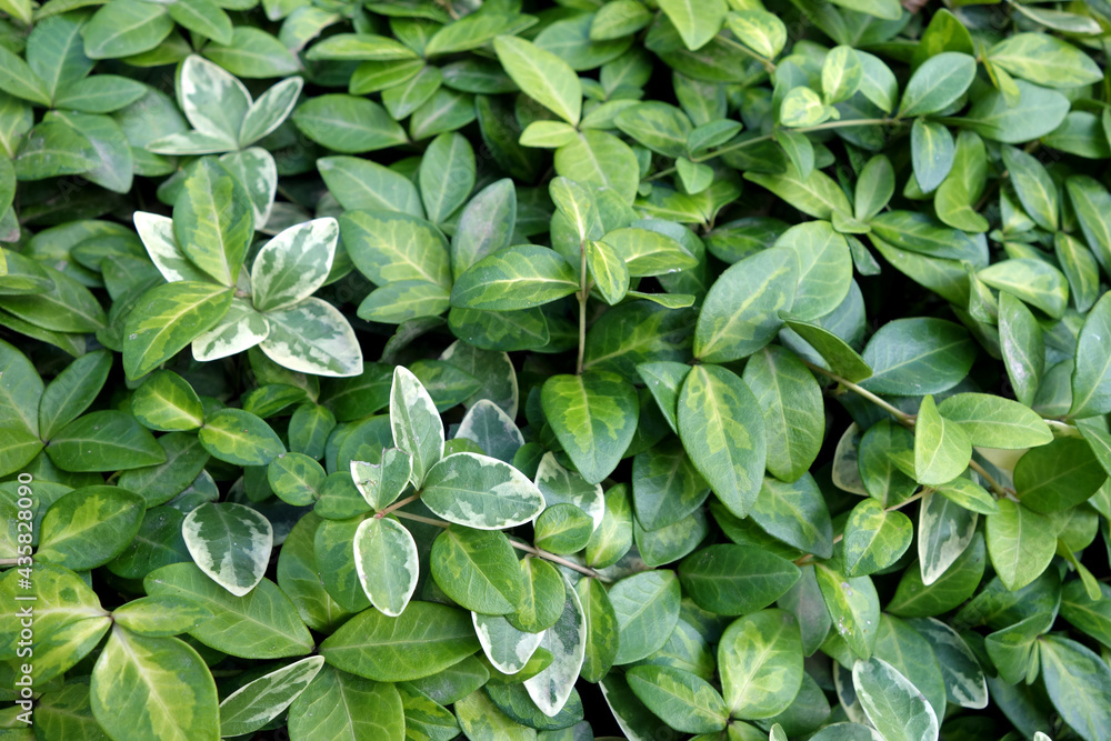 Foliage leaves pattern and view. Foliage leaves pattern and view.