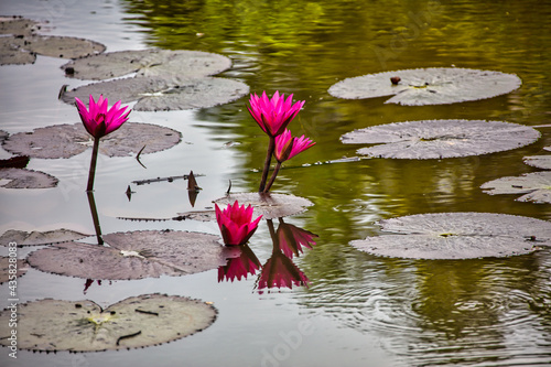 pink water lily