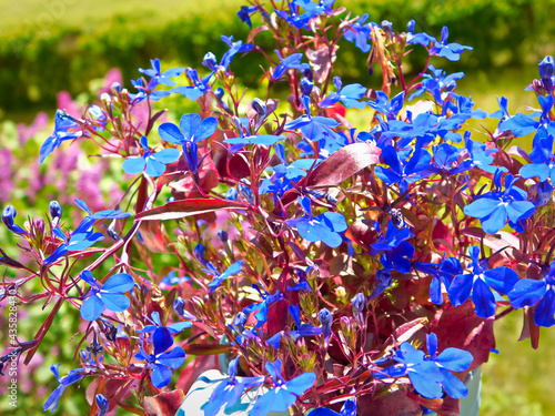 Männertreu auch Blaue Lobelie genannt ist eine Pflanzenart aus der Gattung Lobelia  photo