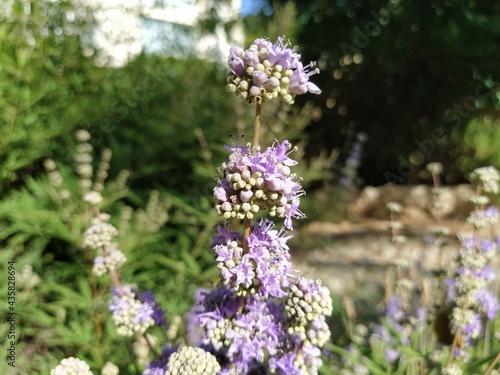 butterfly bush