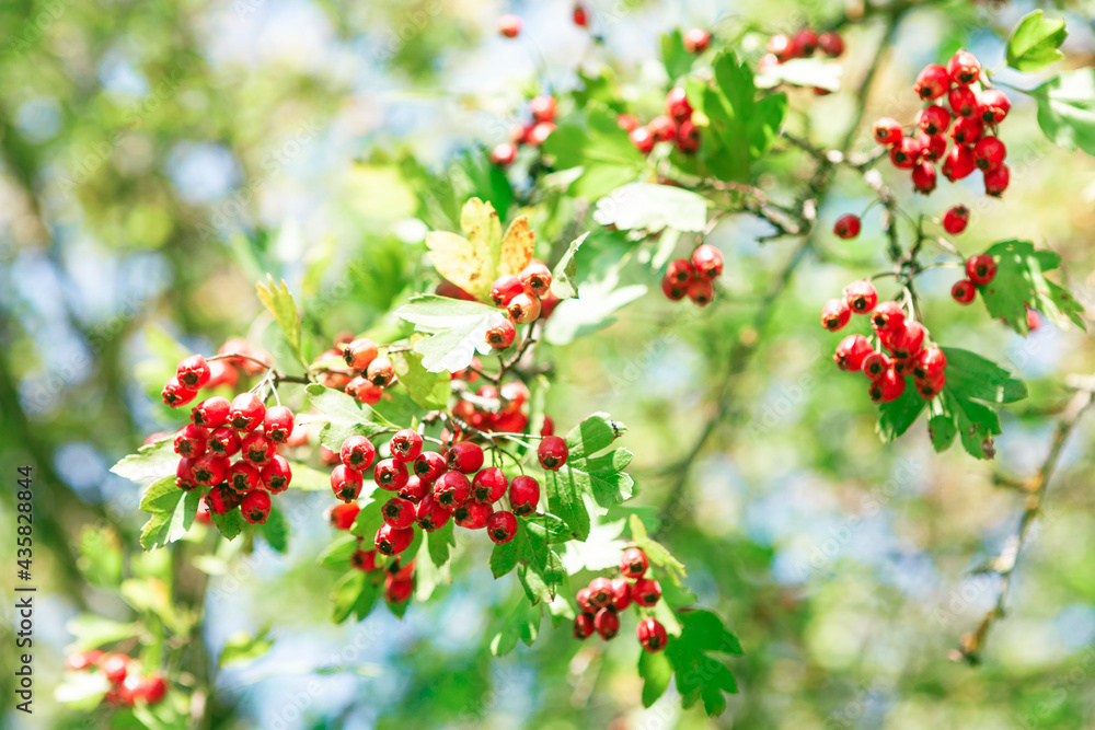 Autumn red berries . Hawthorn bush with berries