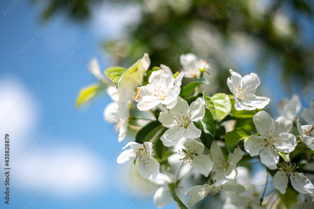 beautiful defocus floral background. Blooming spring flowers beautiful defocus floral background. Blooming spring flowers