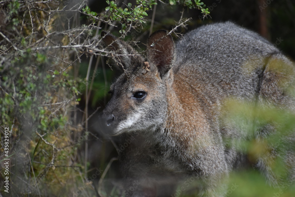 kangaroo in Australia kangaroo in Australia