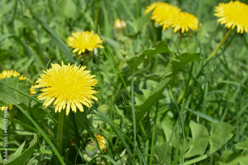 bright juicy yellow dandelions in the sun. bright green nature