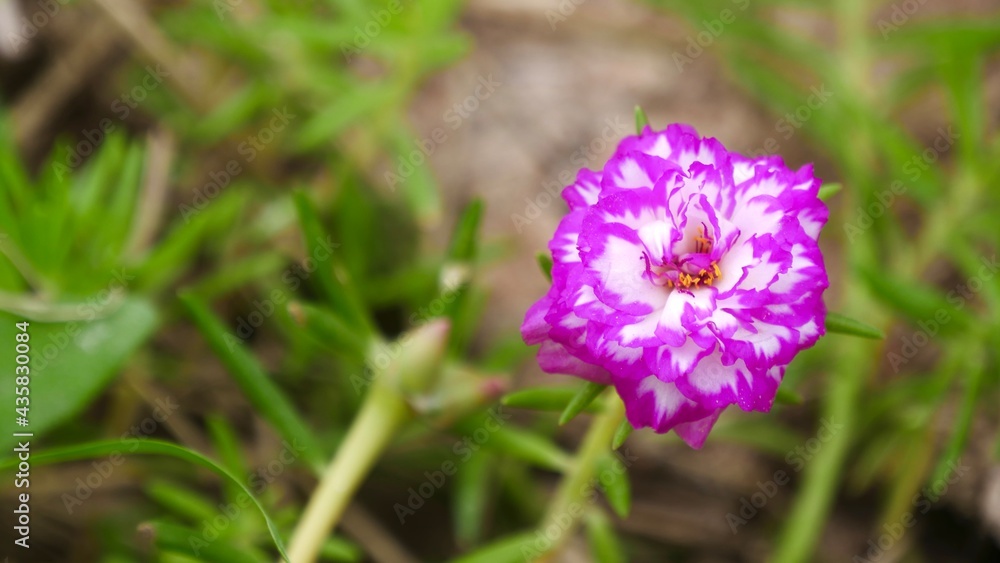 Portulaca grandiflora common names, including rose moss, eleven o'clock