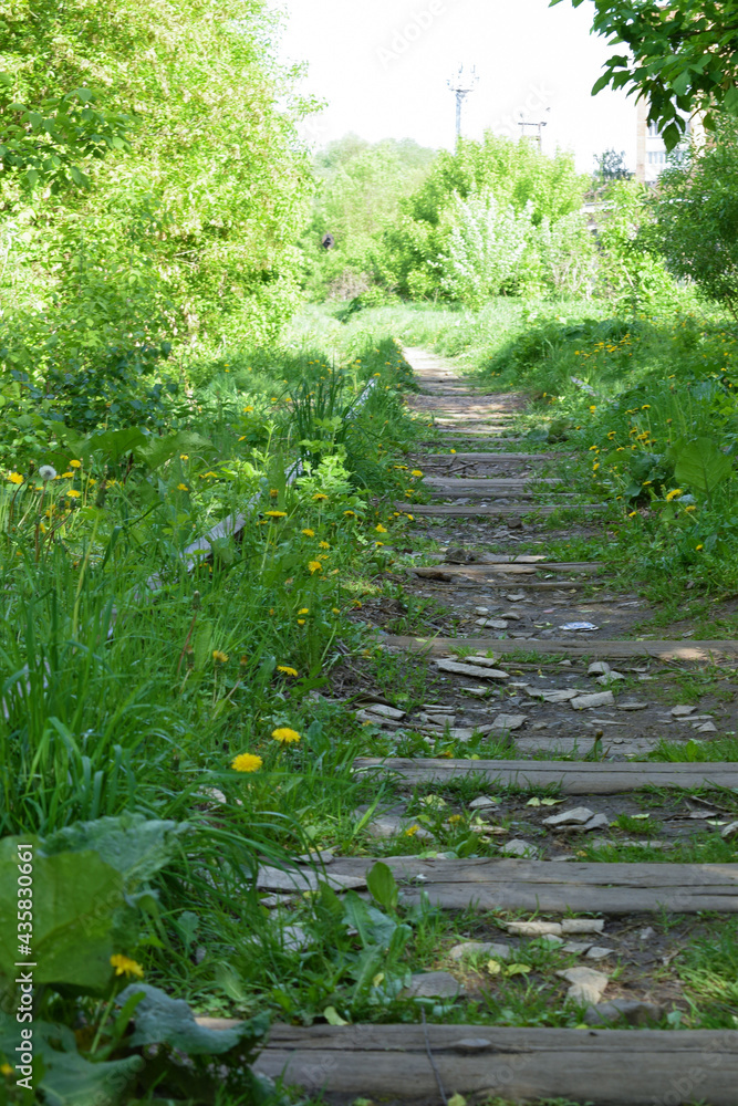 an abandoned railway overgrown with green plants stretching away into the distance an abandoned railway overgrown with green plants stretching away into the distance