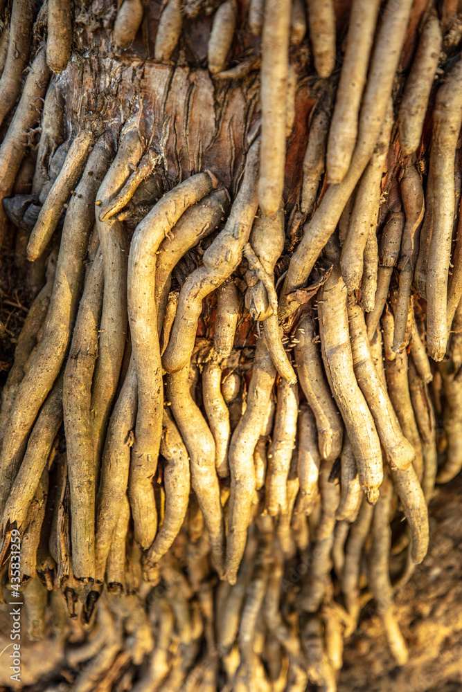 close up of a root