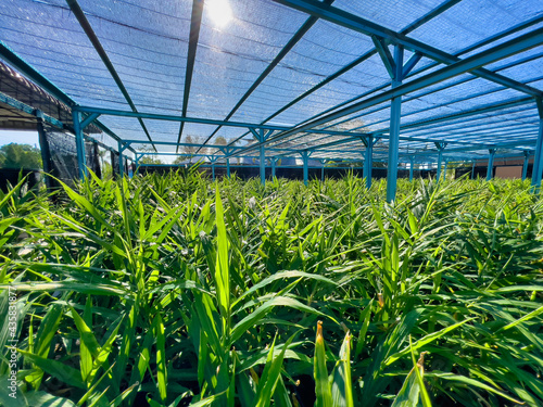 ginger plants in the greenhouse