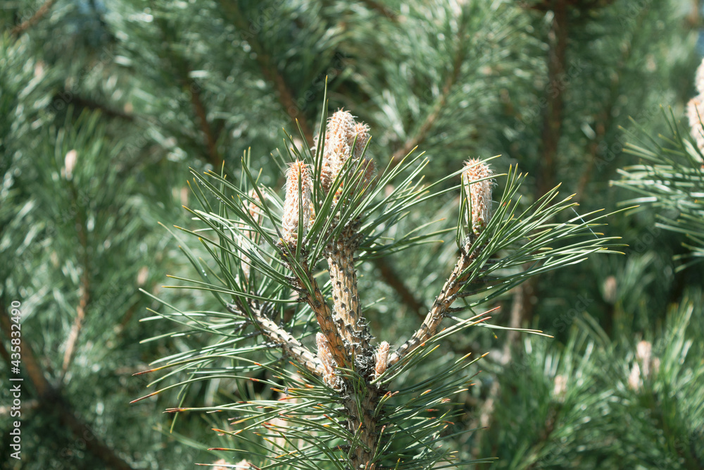 Young inflorescence on a pine branch in the spring Young inflorescence on a pine branch in the spring