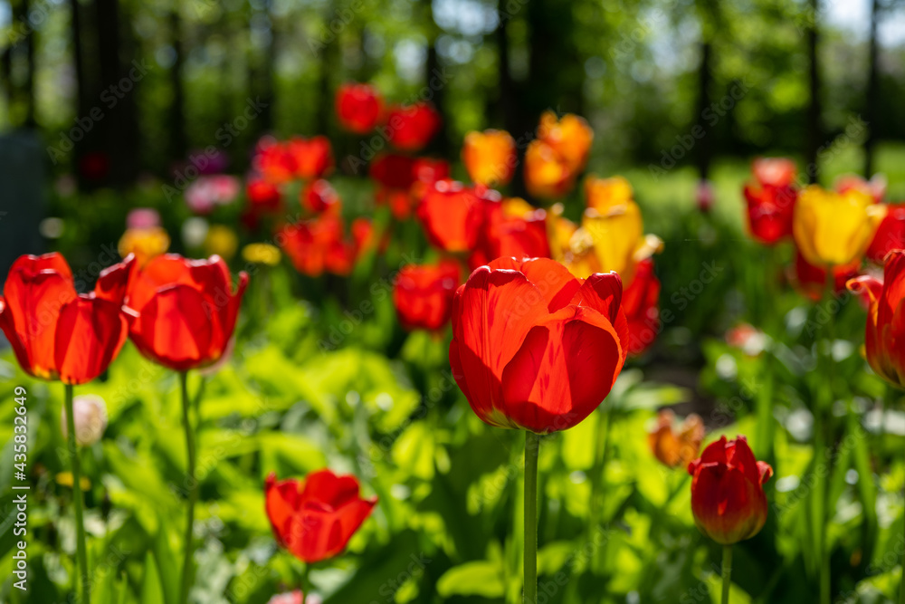 Obraz premium A flower bed of bright blooming tulips in the park