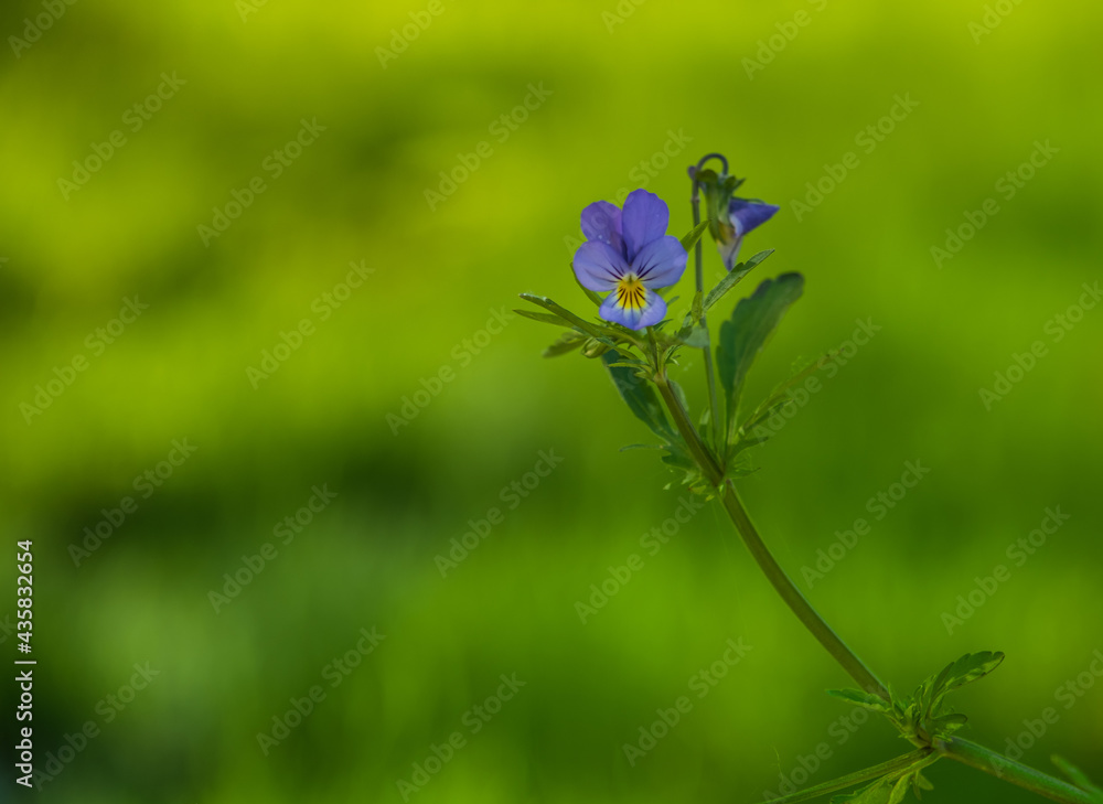 Fototapeta premium Beautiful floral background