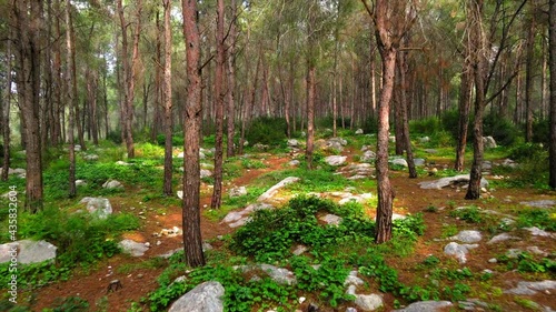 Aerial: Drone Flying Backwards By Trees Amidst Rocks In Ben Shemen Forest photo