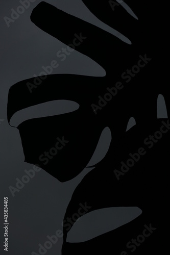 shadows of monstera leaves