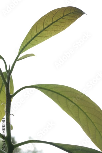 avocado leaves