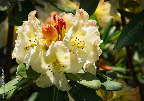 Blooming Rhododendron yakushimanum 'Golden Torch' shrub. Close-up of beautiful light cream flowers. Rhododendron decorate flower beds of Sochi Adler resort. Place for text