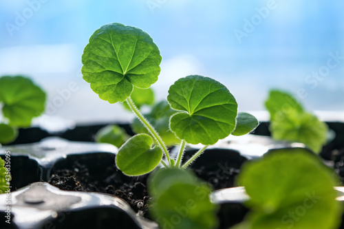 Young seedlings of pelargonium flowers in a container selective focus. Pelargonium or geranium seedlings on a blue background