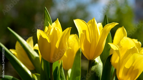 Yellow-colored inflorescences of an ornamental plant called tulip commonly planted in squares and gardens in the city of Białystok in Podlasie, Poland.