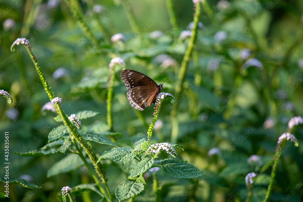 Close-up pattern butterfly with beautiful wings on the tip of the flower. Eat nectar on the pale purple flowers at the tip of the green grass during the rainy season in Thailand.